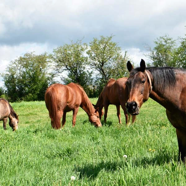 Pension pour chevaux à Épineuil-le-Fleuriel, 18